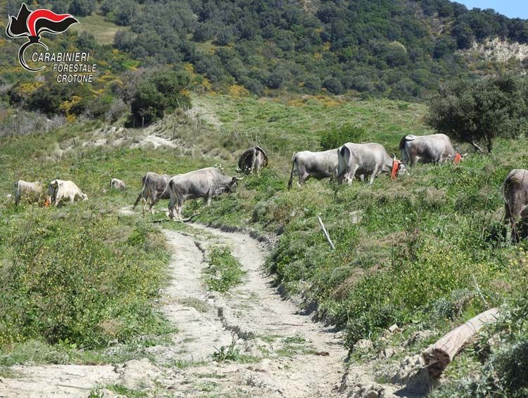 Foto: repertorio