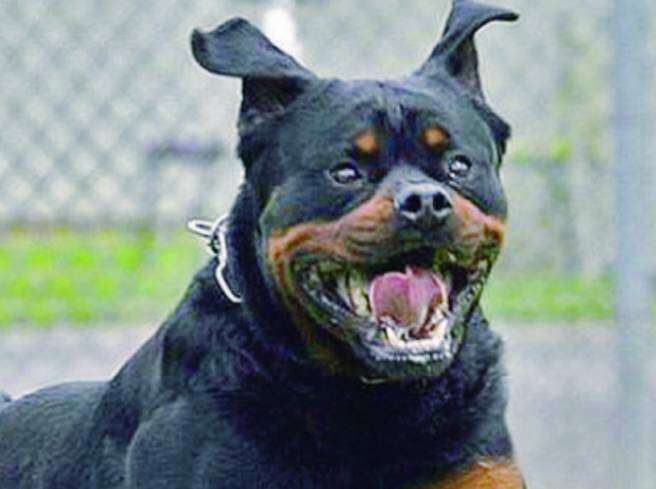https://slyvi-hosting.slyvi.it/teampages/3554808936193/images/imported/photogallery_new/images/2015/05/rottweiler-jpg-269775.jpg